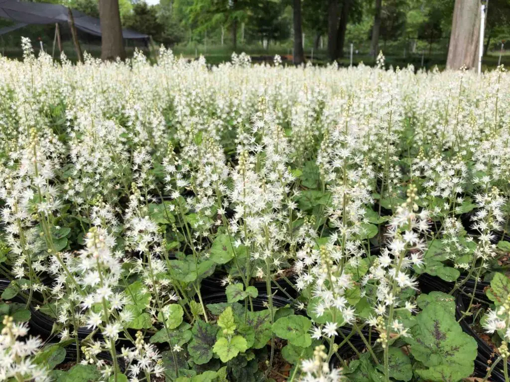 Tiarella Running Tapestry