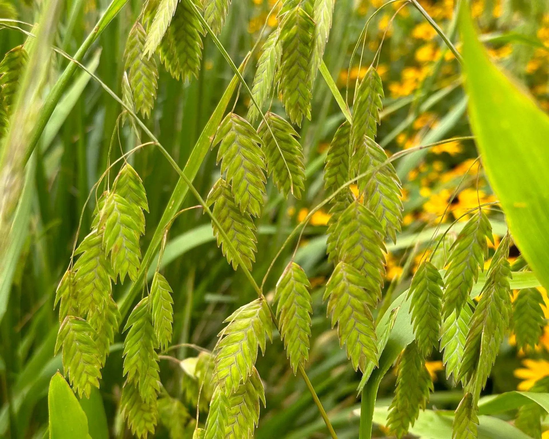 Chasmanthium latifolium