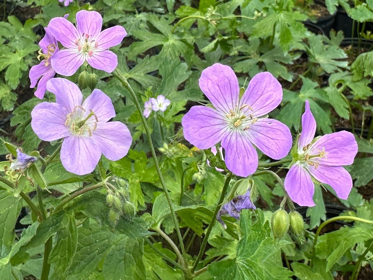 Geranium Maculatum 6.10.24